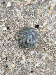 Steromphala umbilicalis