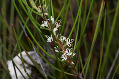 Hakea actites