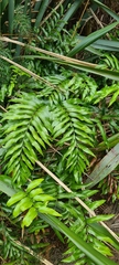 Asplenium oblongifolium