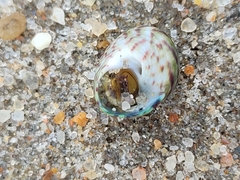 Steromphala umbilicalis