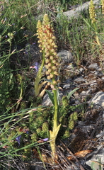 Orchis anthropophora