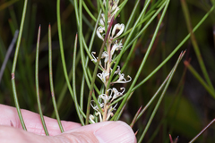 Hakea actites