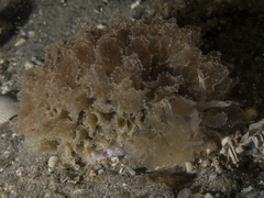 Polybranchia pallens