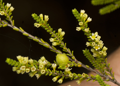 Micromyrtus littoralis