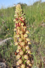 Orchis anthropophora