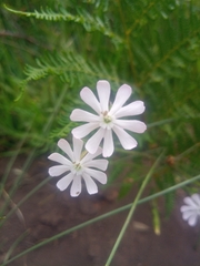 Silene undulata