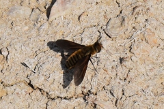 Poecilanthrax lucifer