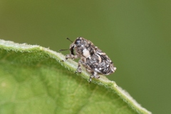 Cylindrocopturus