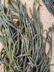 Codium tomentosum