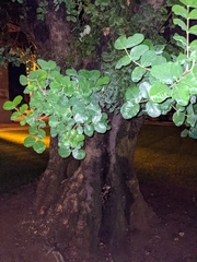 Laetiporus gilbertsonii