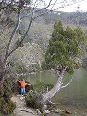 Athrotaxis cupressoides