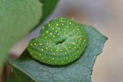 Phosphila miselioides