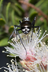 Polyrhachis ammon