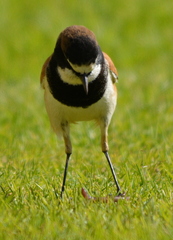 Oenanthe pileata pileata