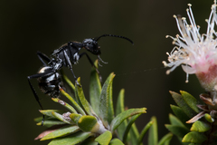 Polyrhachis ammon
