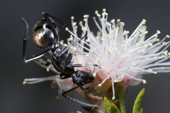 Polyrhachis ammon