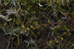Grevillea biternata