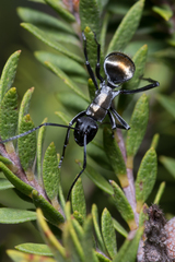 Polyrhachis ammon