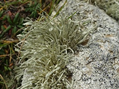 Ramalina cuspidata