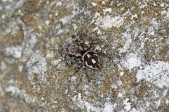 Habronattus fallax