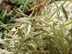 Ramalina cuspidata