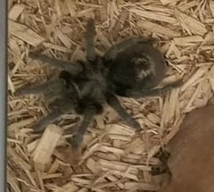 Grammostola pulchra