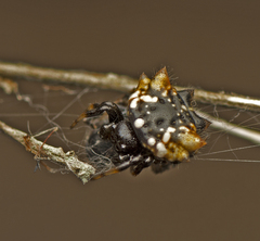 Austracantha minax