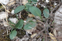Globularia bisnagarica