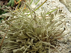 Ramalina cuspidata