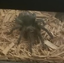 Grammostola pulchra