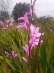 Watsonia borbonica