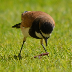 Oenanthe pileata pileata