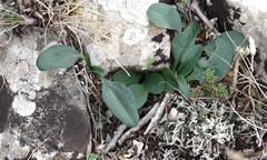 Globularia bisnagarica