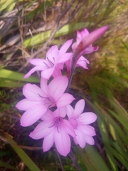 Watsonia borbonica