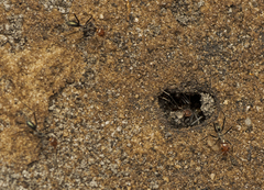 Iridomyrmex rubriceps