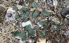 Globularia bisnagarica