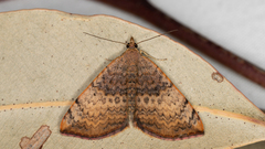 Chrysolarentia mecynata