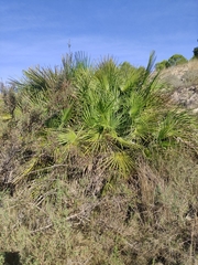 Chamaerops humilis