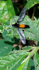Tipula holoserica