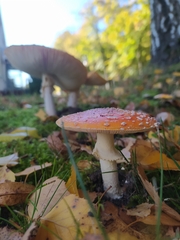 Amanita muscaria