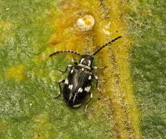 Ptinus