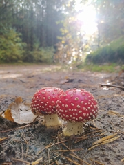 Amanita muscaria