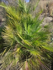 Chamaerops humilis