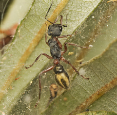Myrmecia chrysogaster
