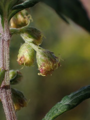 Artemisia verlotiorum