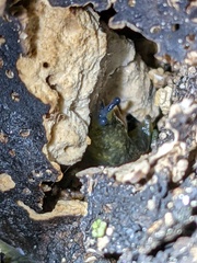 Laetiporus gilbertsonii