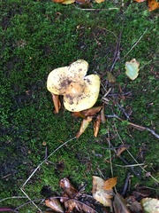 Russula ochroleuca