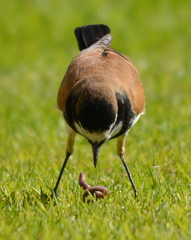 Oenanthe pileata pileata