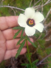 Hibiscus trionum