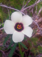 Hibiscus trionum